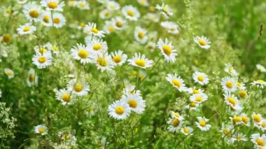 Çiçekler rüzgarda sallanıyor.