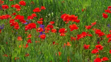 Kırsal alanda kırmızı gelincik çiçekleri