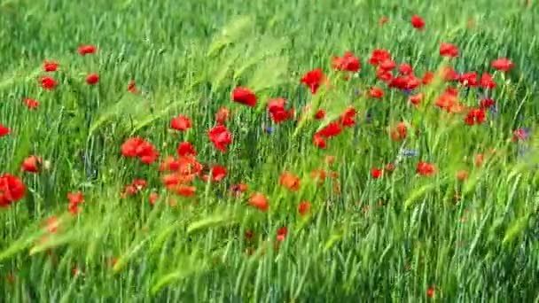 赤いポピーの花を持つ田舎のフィールド — ストック動画