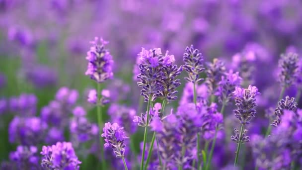 Närbild Lila Lavendel Blommor Fält — Stockvideo