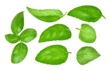 Uçan fesleğen yaprakları koleksiyonu.