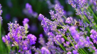 Lavanta çiçeği tarlasında bal arısı. Doğal arkaplan, kapat.