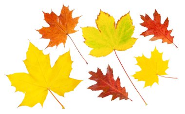 Beyaz arkaplanda izole edilmiş sonbahar yaprakları.