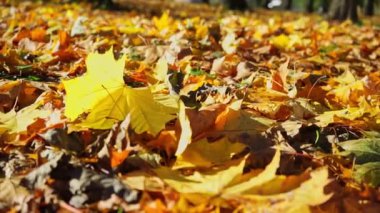 Güneşli parkta yere düşen yaprakların yavaş çekimini kapat..