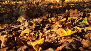 Altın yapraklar yere düşüyor. Sonbahar arkaplanı.