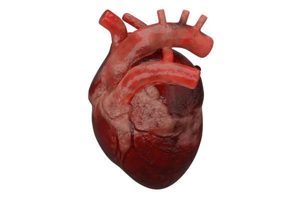 人間の解剖学における心臓 ストック画像