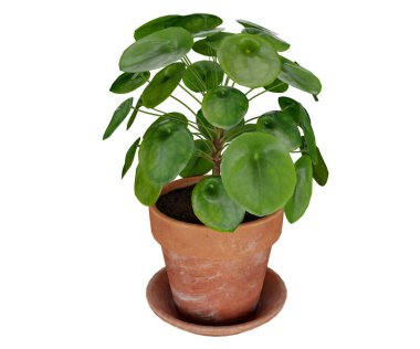 beyaz arkaplanda izole