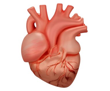 3D insan kalbi gerçekçi anatomik modelleme