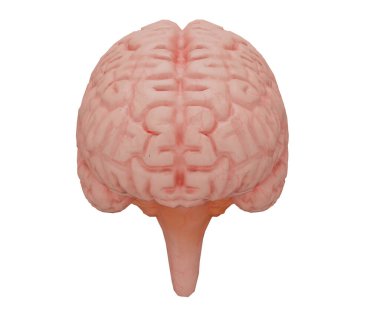 3D gerçekçi insan beyni