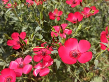 Linum grandiflorum kırmızısı keten çiçekleri