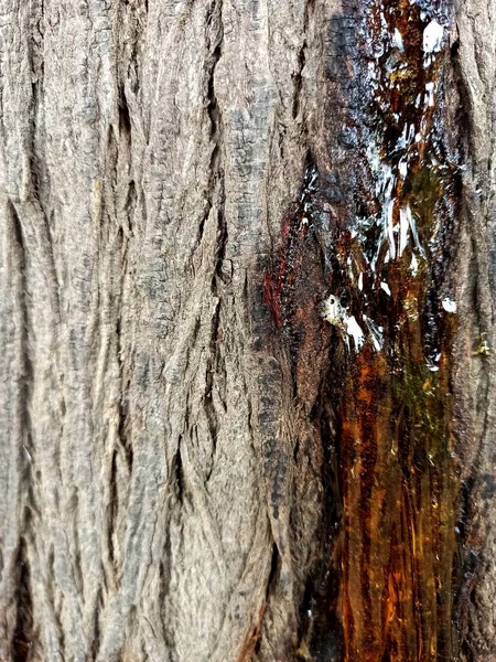 Puu Hartsi Mahla Kuori — kuvapankkivalokuva