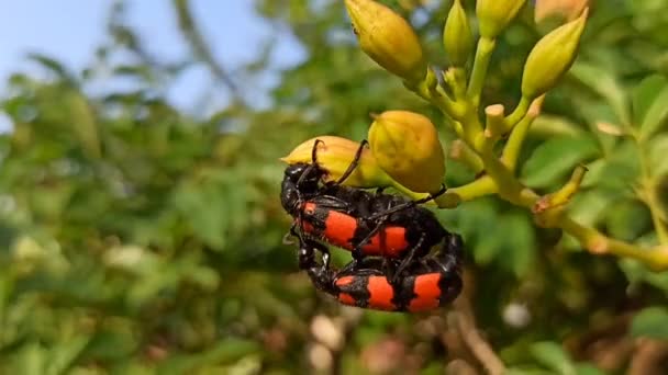 Blister Escarabajos Apareamiento Para Reproducción — Vídeo de stock