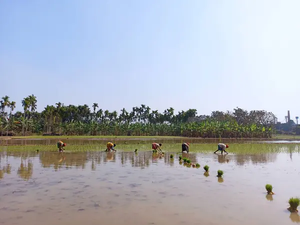 stock image Farm labours sowing rice seedlings in the field