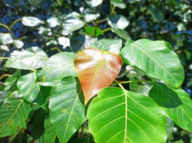 Hindistan 'da dikiz ağacı olarak da bilinen kutsal incir ağacı yaprakları.