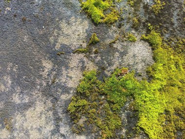 Beton yüzeyde büyüyen yosun ve yosunlar.