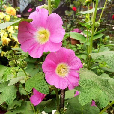 Bahçede pembe Gül Fatma çiçek