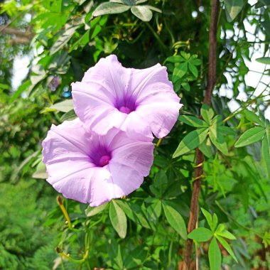 Ipomoea cairica çiçeği, halk arasında dakikada bir mil sarmaşık, Messina sarmaşığı, Kahire sabah zaferi, sahil sabahı zaferi ve demiryolu sürüngeni olarak bilinir.