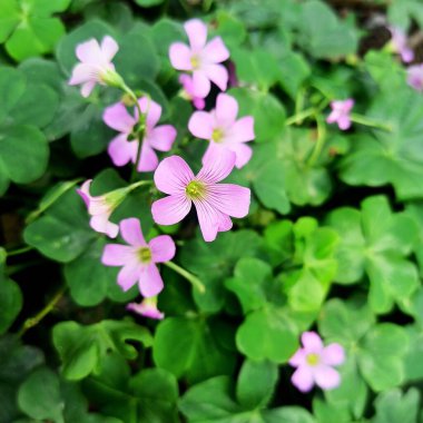 Pembe ağaçkuşu çiçeği, aynı zamanda oxalis debilis ya da büyük çiçekli pembe kuş kuşu olarak da bilinir.