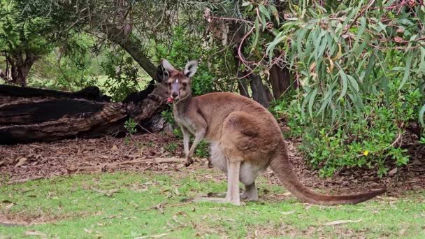 Kangourous Marsupiaux Mammifères Stock Vidéo — Video