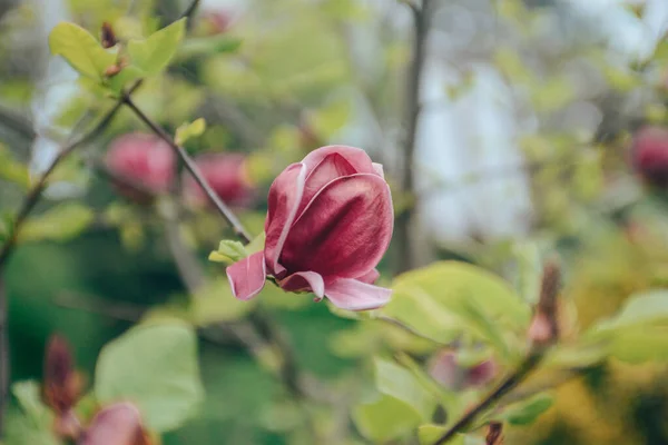 Όμορφη Ροζ Μανόλια Άνοιξη — Φωτογραφία Αρχείου