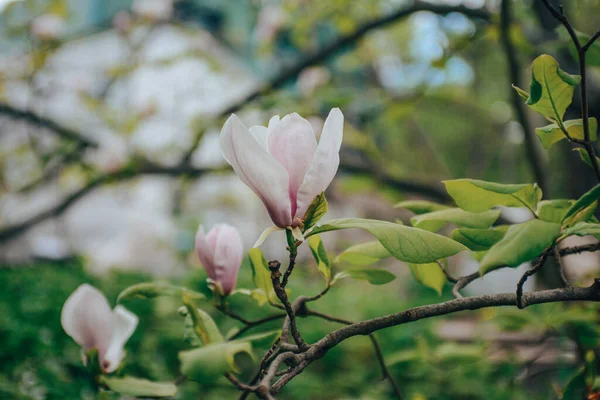 Όμορφα Λουλούδια Μανόλια Ένα Δέντρο — Φωτογραφία Αρχείου