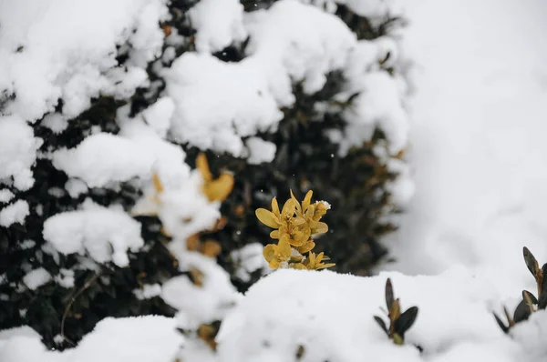 Красивые Желтые Цветы Снегу — стоковое фото