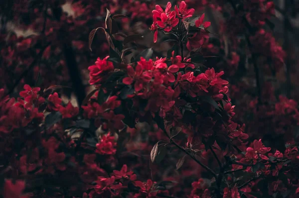 red flowers in spring
