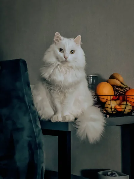 Niedliche Katze Auf Dem Hintergrund Von Zitrusfrüchten — Stockfoto