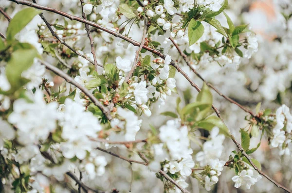 stock image beautiful spring flowers, cherry blossoms 