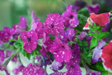 Bahçedeki güzel çiçekler 