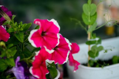 Bahçedeki güzel çiçekler 