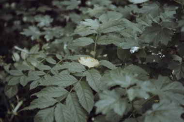 Ormanın arka planında bir bitkinin yeşil yaprakları 