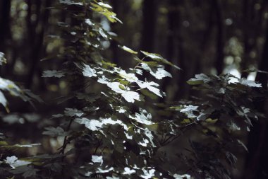 Ormanın güzel manzarası 