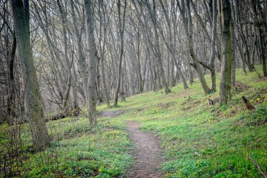 İlkbaharın başında ormanda patika.. 