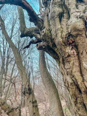 Ormandaki ağaç dalları 