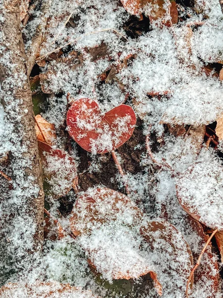 Красивые Красные Белые Осенние Листья — стоковое фото