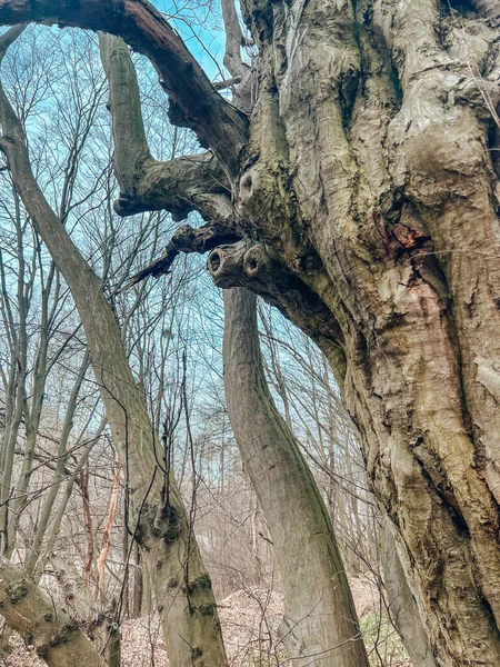 stock image tree branches in the forest 