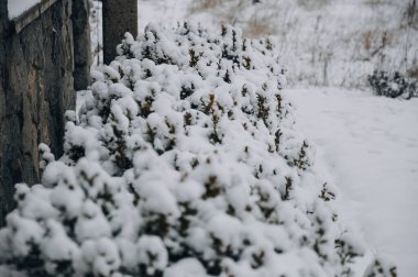 Güzel kar ağaçlar kış sezonunda kaplı. 