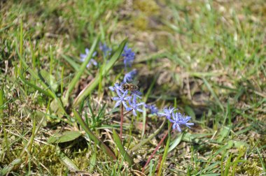 Bahçedeki güzel çiçekler 