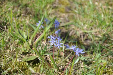 Bahçede bahar çiçekleri 