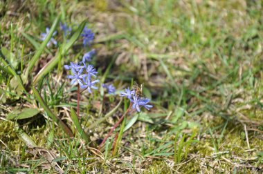 Çimlerde mavi çiçekler 