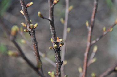 Bir dalda güzel bahar çiçekleri 