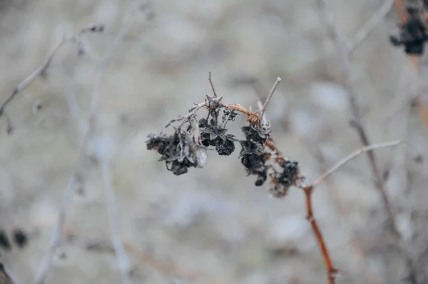 Сухие Растения Снегом Заднем Плане — стоковое фото