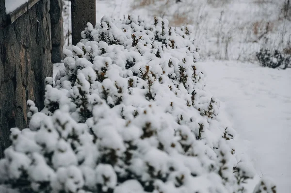 Красивые Заснеженные Деревья Зимний Сезон — стоковое фото