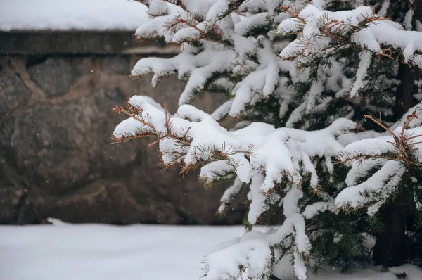 Ветви Зимних Деревьев Покрыты Седым Снегом Зимний Пейзаж — стоковое фото