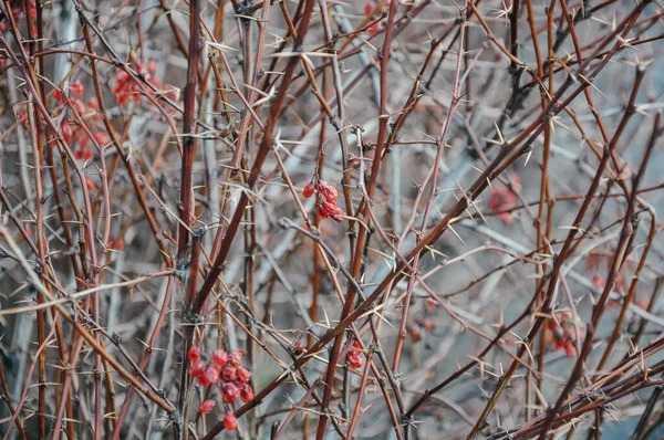 Зимний Фон Снега Покрытые Ветви Красного Куста Селективный Фокус — стоковое фото