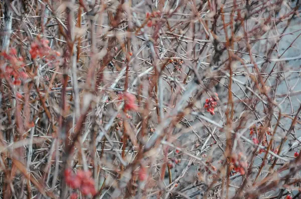 Красные Ягоды Ветвях Куста Размытом Фоне — стоковое фото