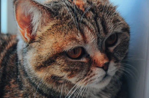 Eine Vertikale Aufnahme Einer Schönen Katze — Stockfoto