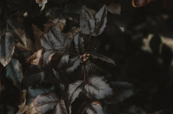 Φθινοπωρινά Φύλλα Την Φθινοπωρινή Περίοδο Πτώση Φόντου Αντίγραφο Χώρου — Φωτογραφία Αρχείου