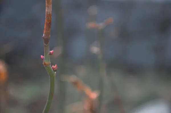 Eine Selektive Fokusaufnahme Einer Kleinen Pflanze Mit Knospen Garten — Stockfoto